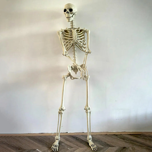 Realistic Body Bones Life Size Human Skeleton With Posable Joints Simulation Skull Ornament Haunted House Horror Props Halloween